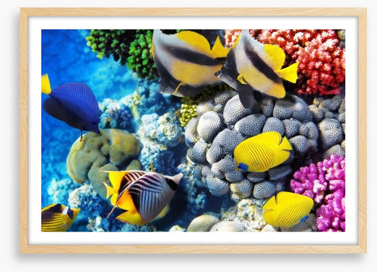 Finding Dory