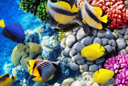 Finding Dory