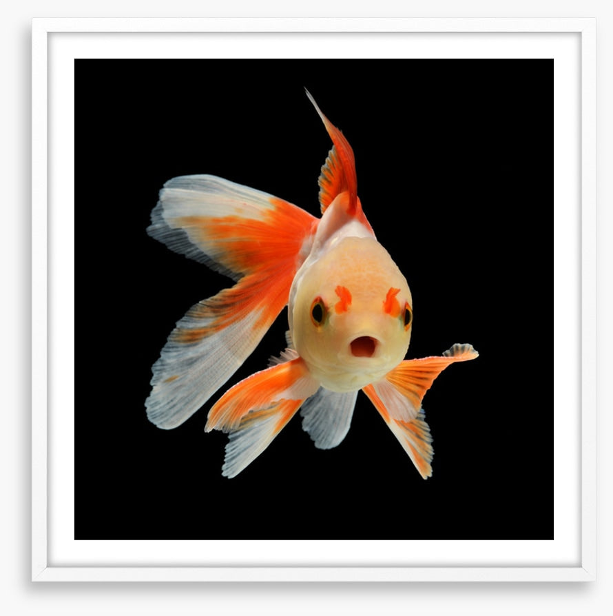 Flabbergast