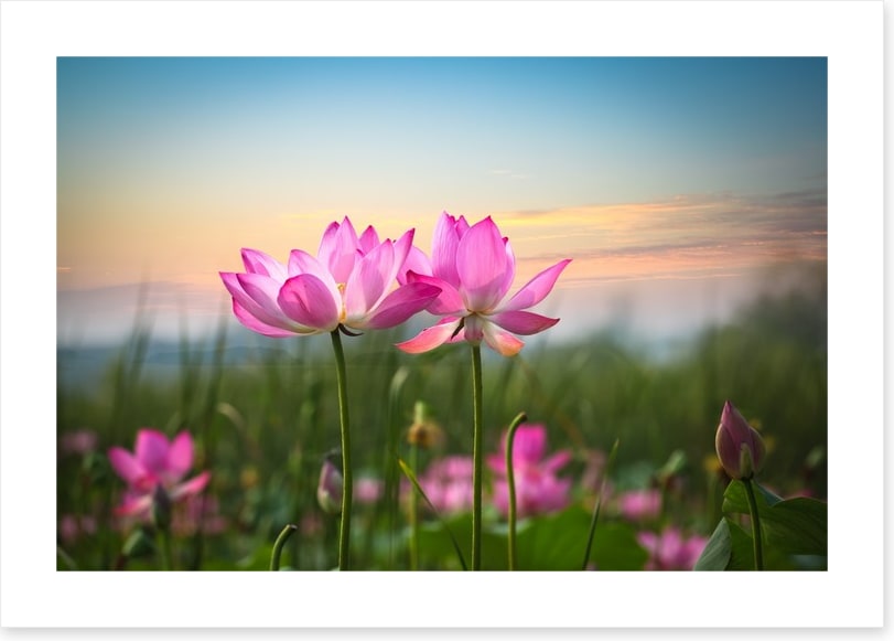 Lotus flower sunset