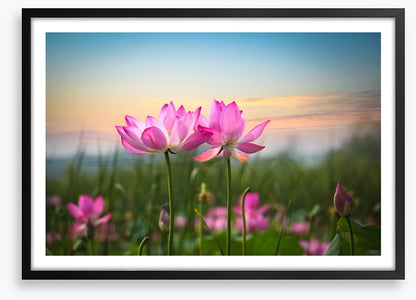 Lotus flower sunset