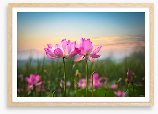 Lotus flower sunset