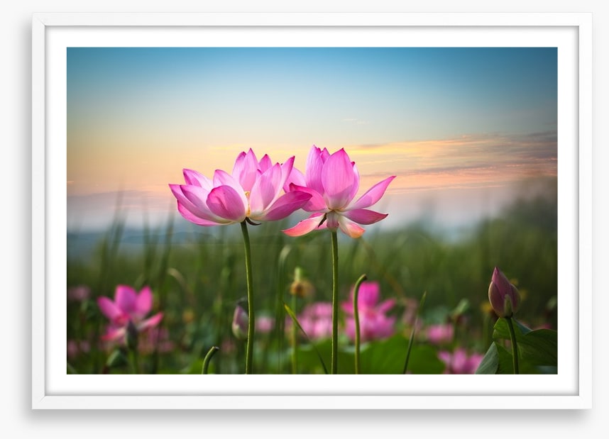 Lotus flower sunset