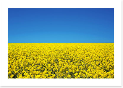 Canola sky