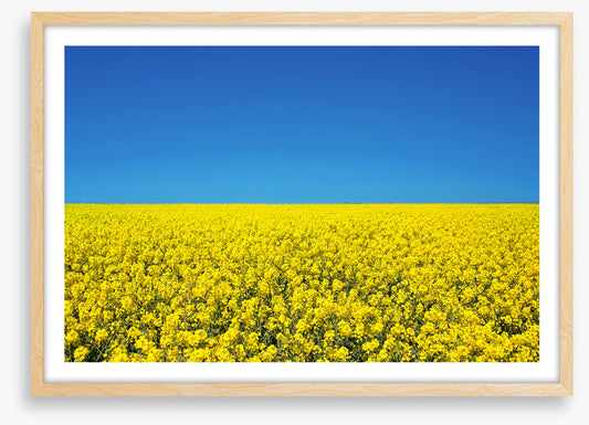 Canola sky