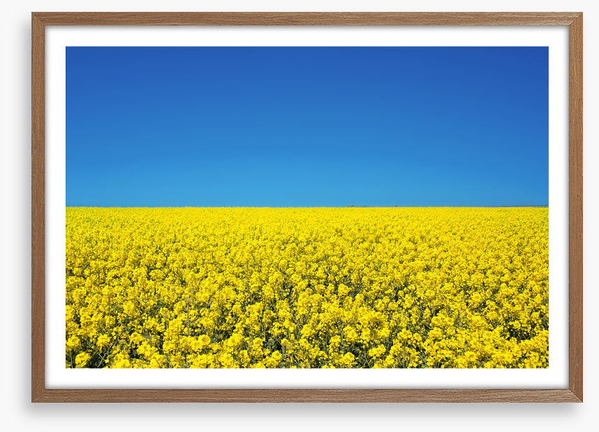 Canola sky
