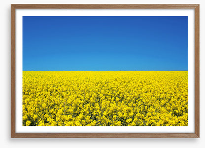 Canola sky