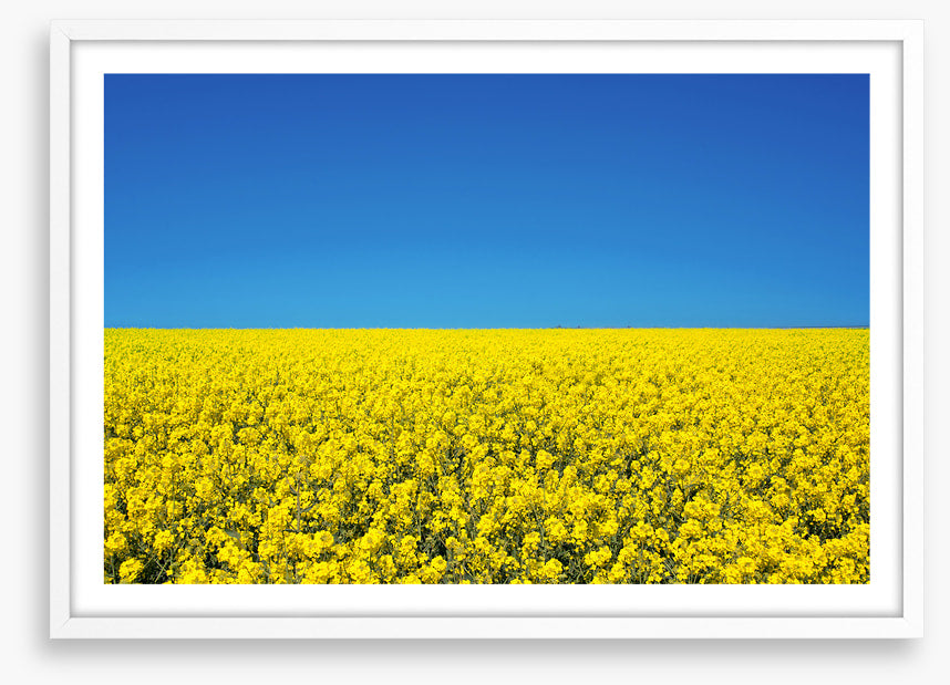 Canola sky