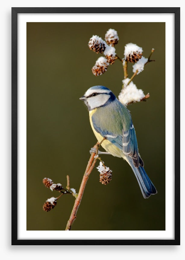 Snow branch blue tit