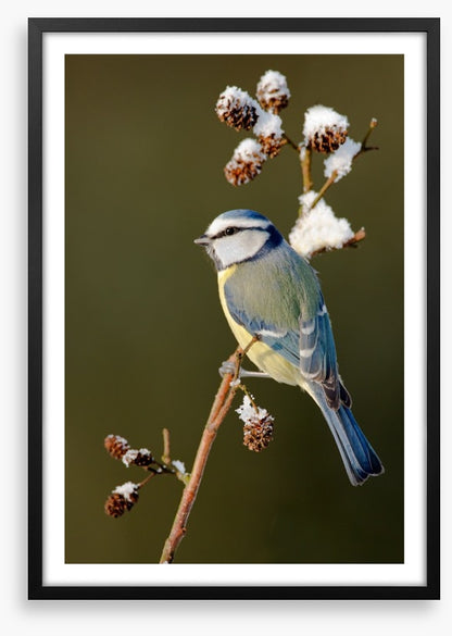 Snow branch blue tit