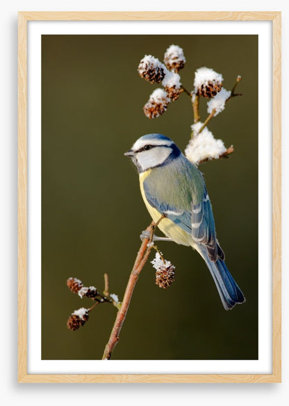 Snow branch blue tit