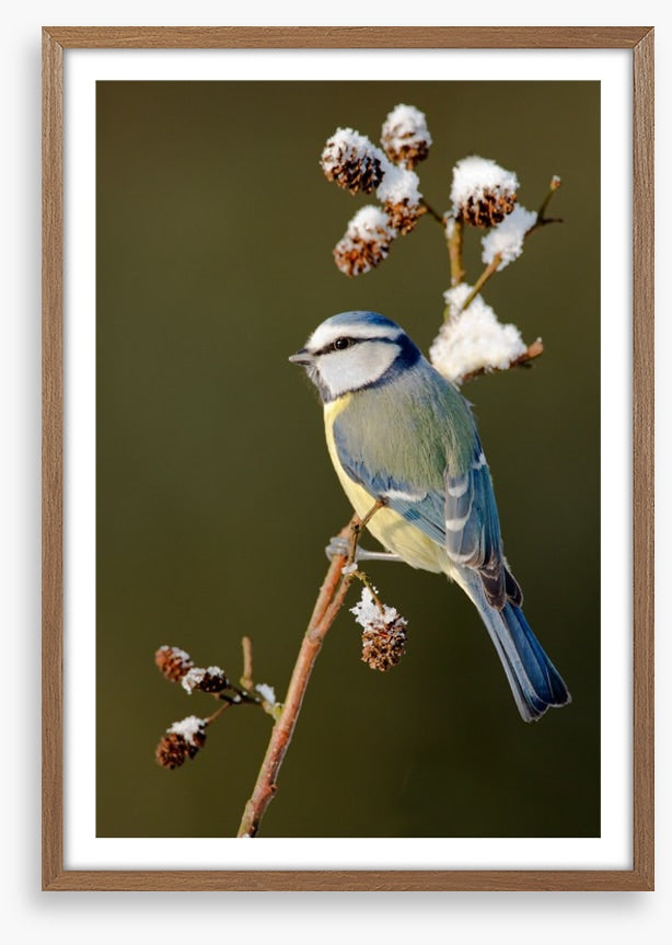 Snow branch blue tit