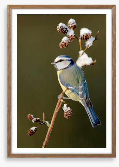 Snow branch blue tit