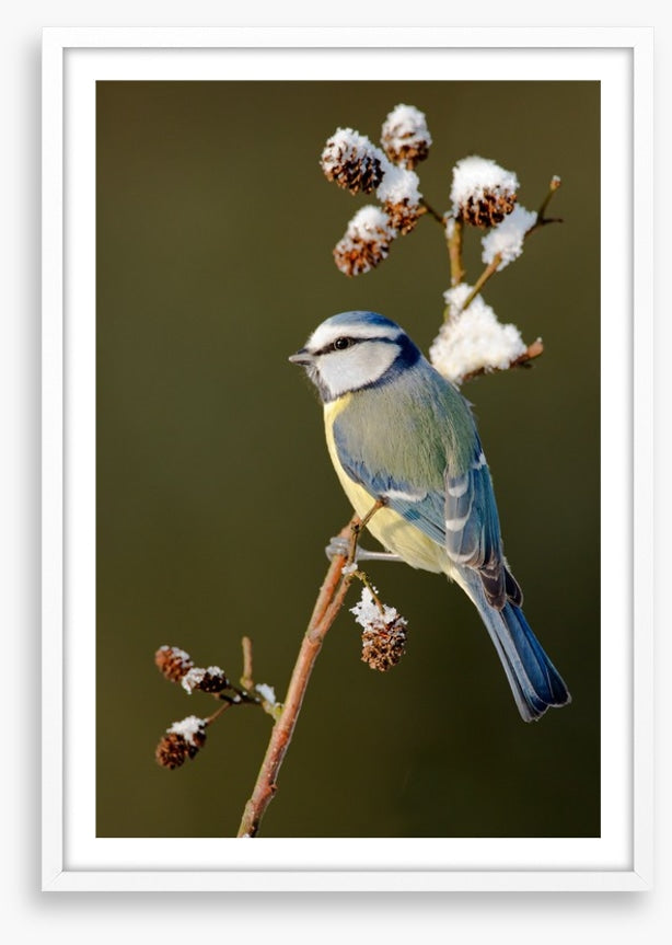 Snow branch blue tit