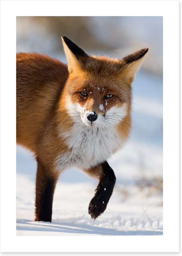 Cold feet fox