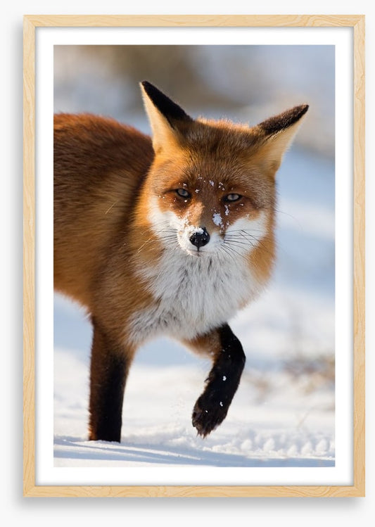 Cold feet fox