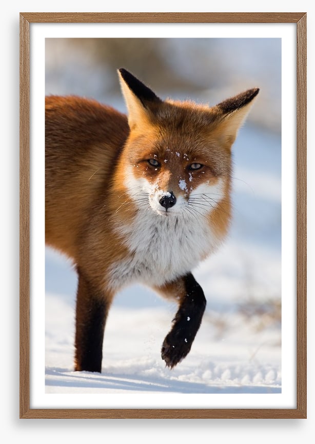Cold feet fox