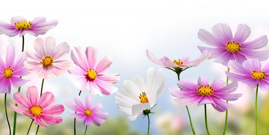 Pink flower panoramic