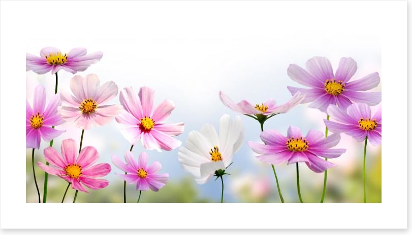 Pink flower panoramic