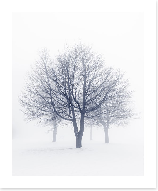 Bones of the boughs