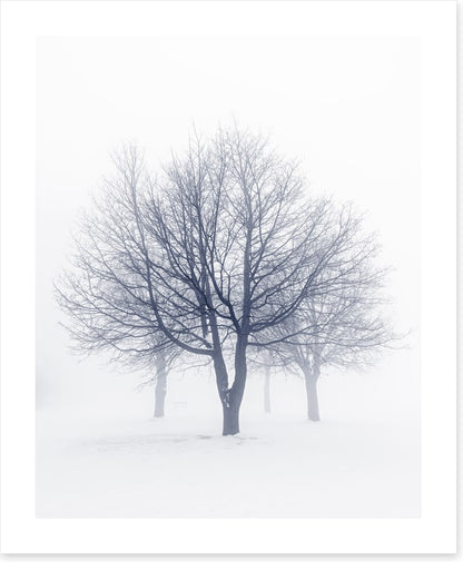 Bones of the boughs