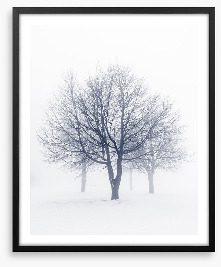 Bones of the boughs