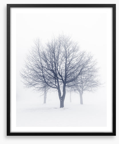 Bones of the boughs