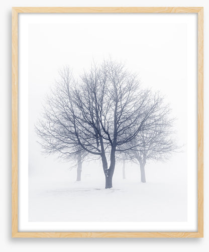 Bones of the boughs