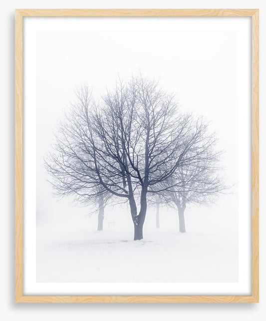 Bones of the boughs