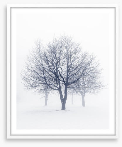 Bones of the boughs