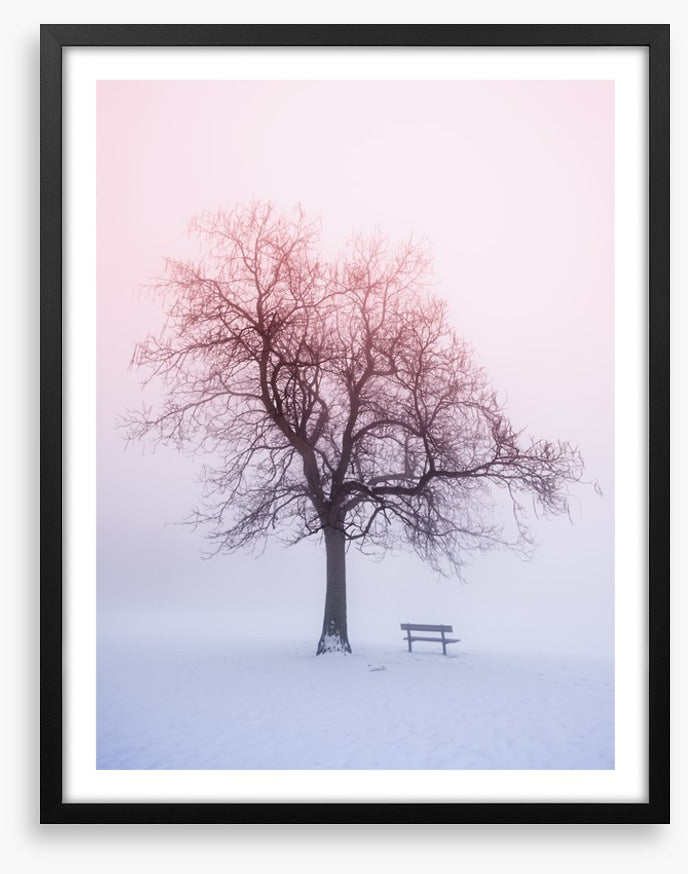 Winter tree in foggy sunrise