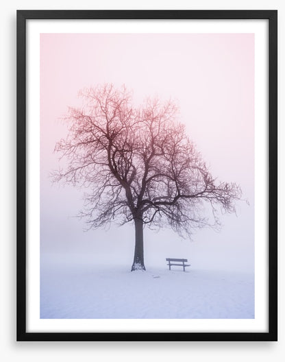 Winter tree in foggy sunrise