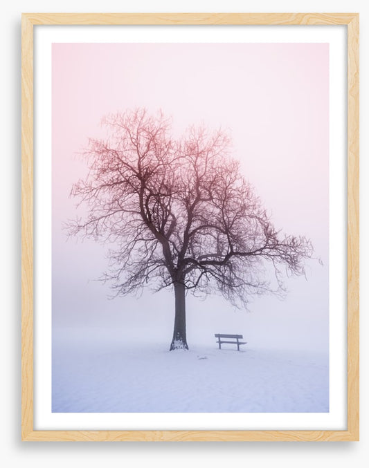 Winter tree in foggy sunrise