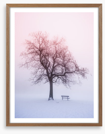 Winter tree in foggy sunrise