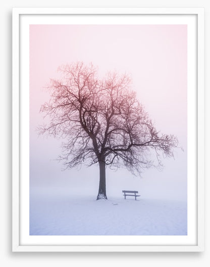 Winter tree in foggy sunrise
