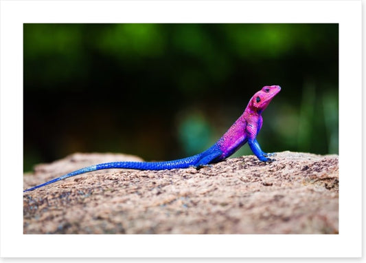 Reptiles / Amphibian