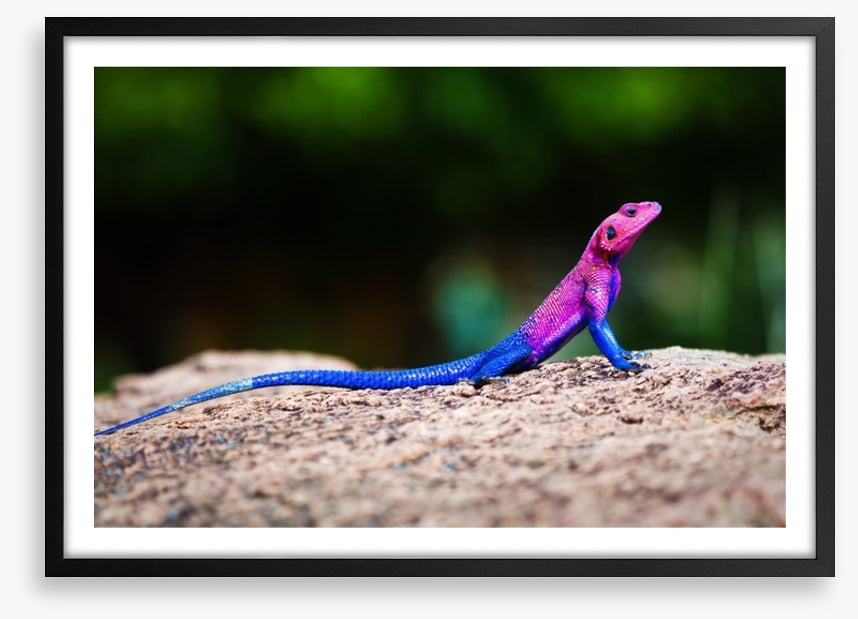 Reptiles / Amphibian