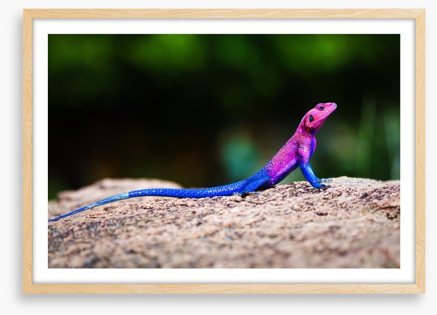 Reptiles / Amphibian