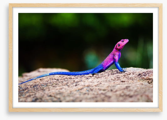 Reptiles / Amphibian