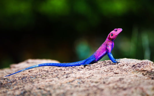 Reptiles / Amphibian