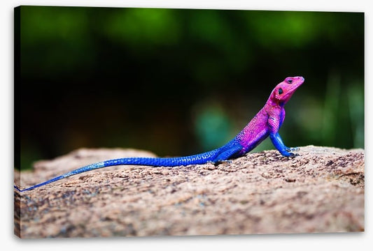 Reptiles / Amphibian