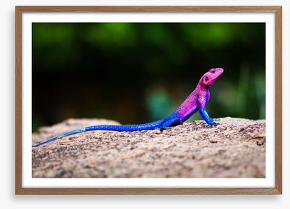 Reptiles / Amphibian