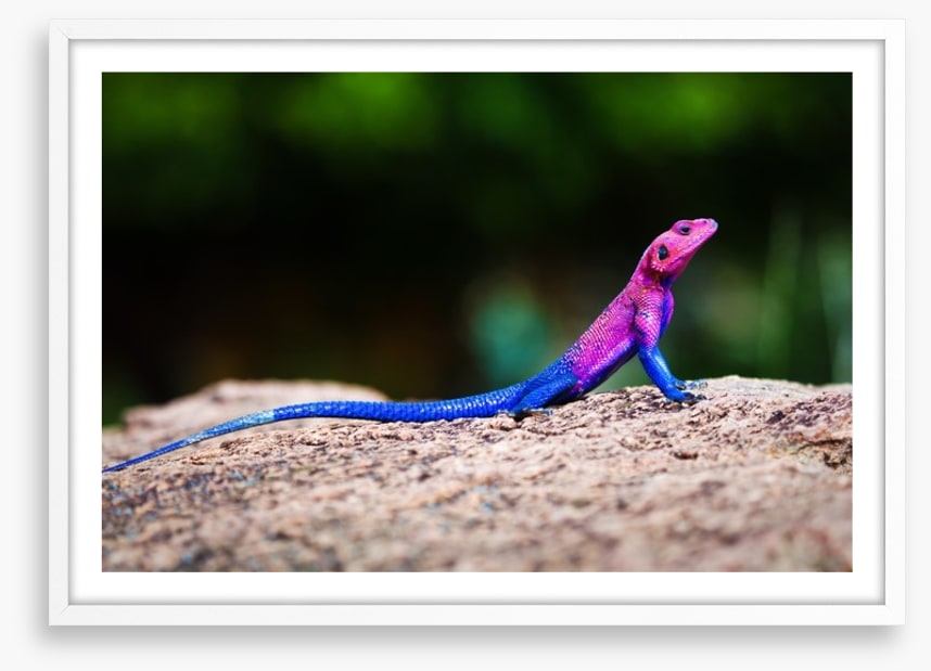 Reptiles / Amphibian