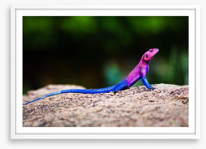 Reptiles / Amphibian