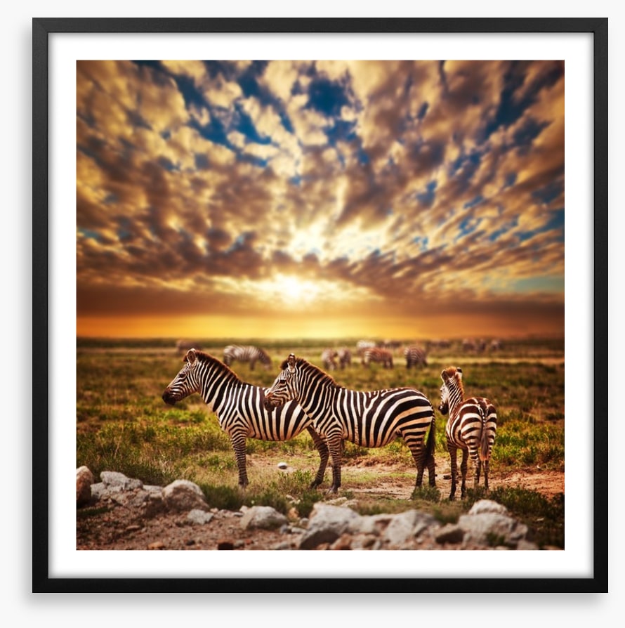 Zebras in Serengeti sunset