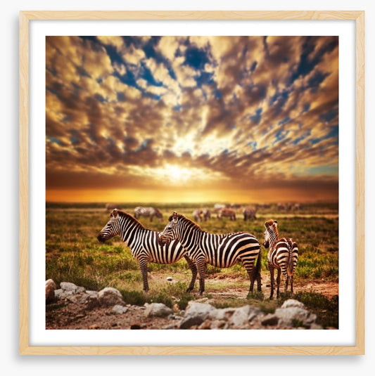 Zebras in Serengeti sunset