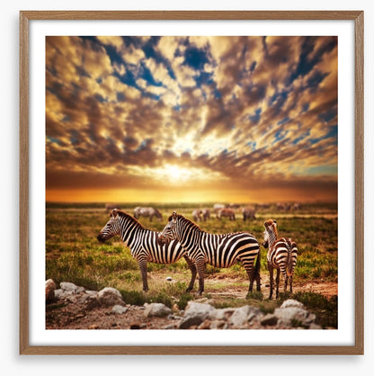 Zebras in Serengeti sunset