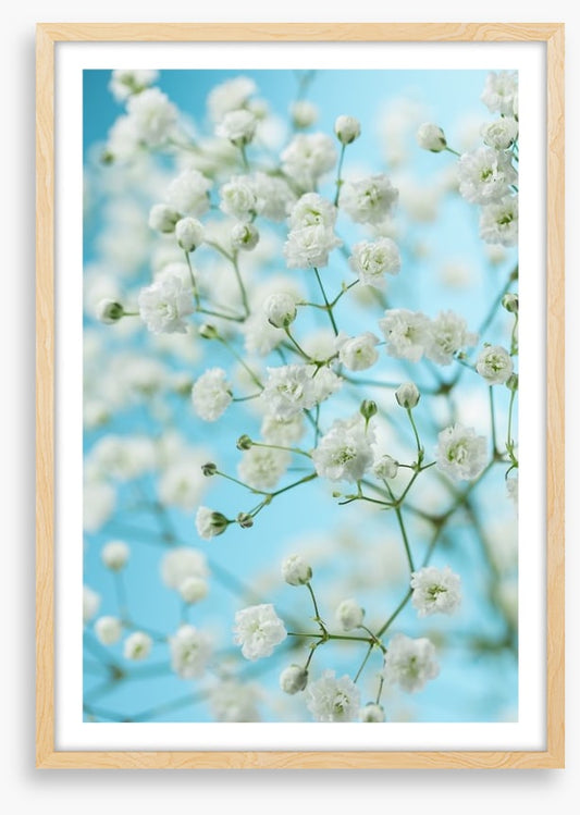 Baby breath blossom