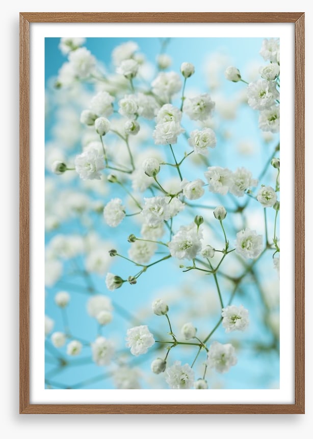 Baby breath blossom