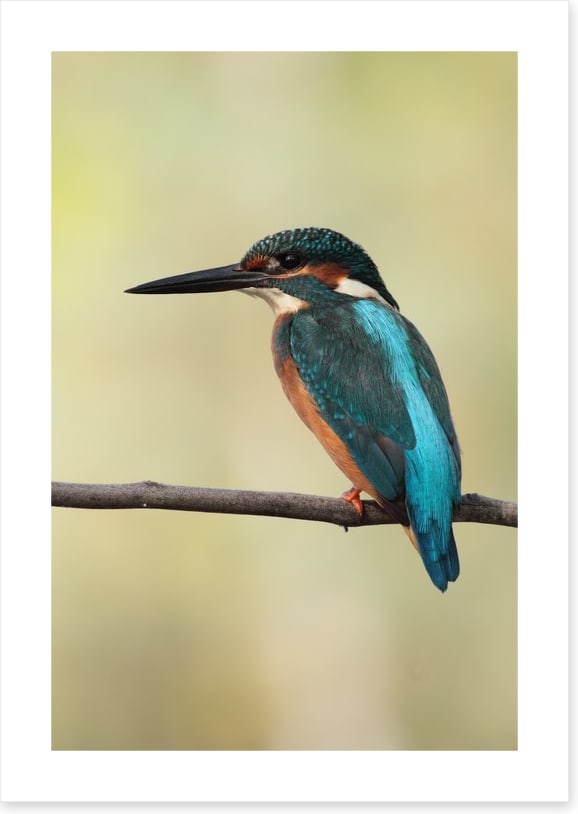 Majestic Kingfisher